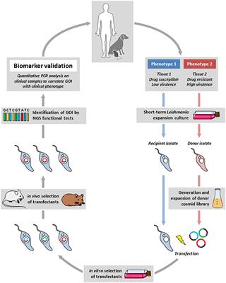 Reverse Epidemiology: An Experimental Framework to Drive Leishmania Biomarker Discovery in situ by Functional Genetic Screening Using Relevant Animal Models